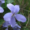 Viola suavis