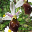 Ophris argolica subsp. crabronifera