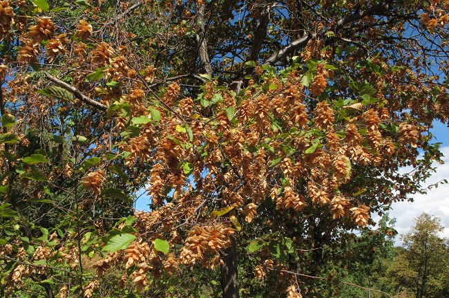 Carpino nero e Carpino bianco