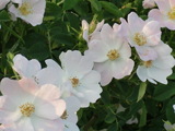 Fiori e profumi 2009