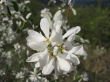Fiori e profumi 2010