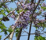pauloniaimg_2415