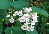 catalpa