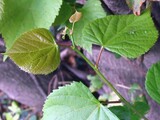 tilia-cordata