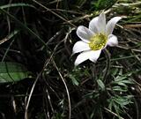 Anemone baldensis