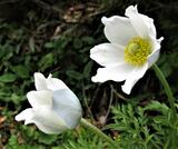 Pulsatilla alpina