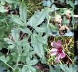 Althaea cannabina