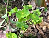 Euphorbia amygdaloides