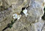 Arabis bellidifolia (pumila) subsp. stellulata