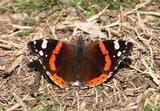 Vanessa atalanta. Foto di G. Berzacola a San Rocchetto 12.92.2019