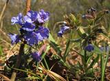 Pulmonaria australis