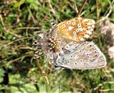 Polyommatus bellargus