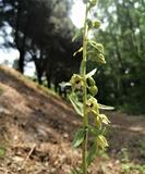 Epipactis Bugacensis