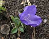 Campanula persicifolia