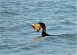 Cormorano con pesce gatto