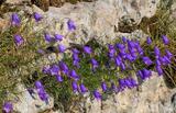 Campanula carnica