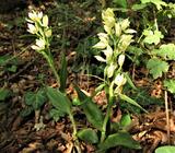 Cephalanthera x schulzei E.G.Camus, Bergon & A.Camus,