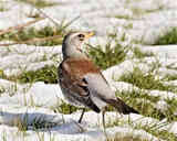 Cesena, Turdus pilaris