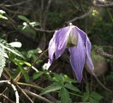 Clematis alpina