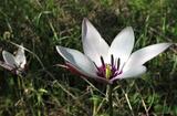 Tulipa clusiana Redoutè