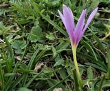 Colchicum alpinum