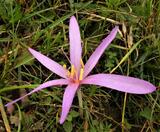 Colchicum autumnale, Colchicaceae.