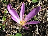 Colchicum lusitanum