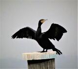 cormorano