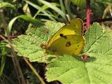 Colias crocea