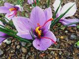 Crocus sativus