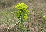 Euphorbia cyparissias