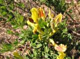 Cytisus hirsutus