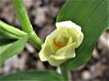 Cephalanthera damasonium