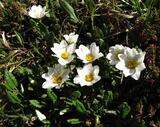 Dryas octopetala