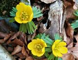 Eranthis hyemalis