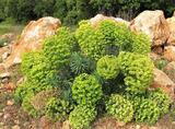 Euphorbia characias L.