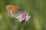 Coenonympha gardetta