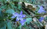 Campanula glomerata