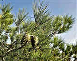 Pinus halepensis