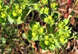 Euphorbia helioscopia