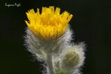 Hieracium villosum