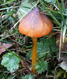 Hygrocybe conica