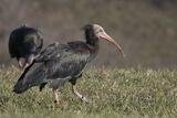 Ibis eremita