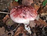 Hygrophorus russula