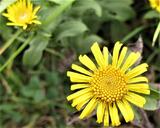 Inula spiraeifolia