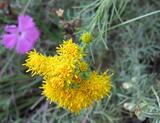 Aster linosyris