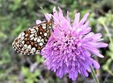 Melitaea athalia