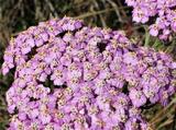 Achillea millefolium