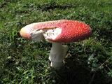 Amanita muscaria