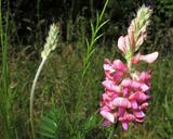 Onobrychis viciifolia Scop